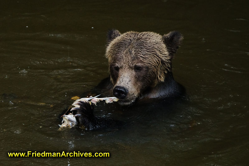 bear,bears,nature,wild,brown,wild,fuzzy,water,fish,meal,eating,fishing,